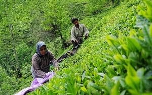 پرداخت شدن  بخش دیگری از مطالبات چایکاران