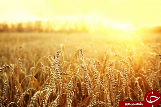 7 گیاهی که ناجی دنیا هستند +تصاویر