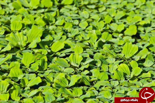 7 گیاهی که ناجی دنیا هستند +تصاویر