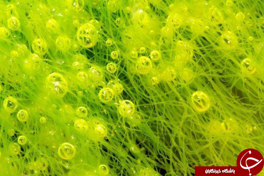 7 گیاهی که ناجی دنیا هستند +تصاویر