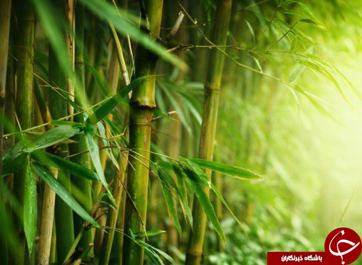 7 گیاهی که ناجی دنیا هستند +تصاویر