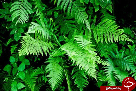 7 گیاهی که ناجی دنیا هستند +تصاویر