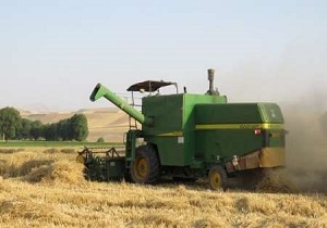 افزایش تولید گندم در شهرستان نیر