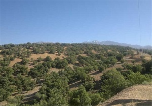 توسعه پروژه جنگل‌کاری اقتصادی در اردبیل