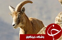 اهداء دو تن علوفه و دان جهت تغذیه حیات وحش درتربت حیدریه