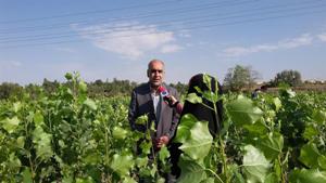 توانایی تولید 5 میلیون اصله نهال در نهالستان کوشکن



 