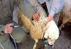 واکسیناسیون 90 درصد از واحدهای دامی علیه بیماری بروسلوز