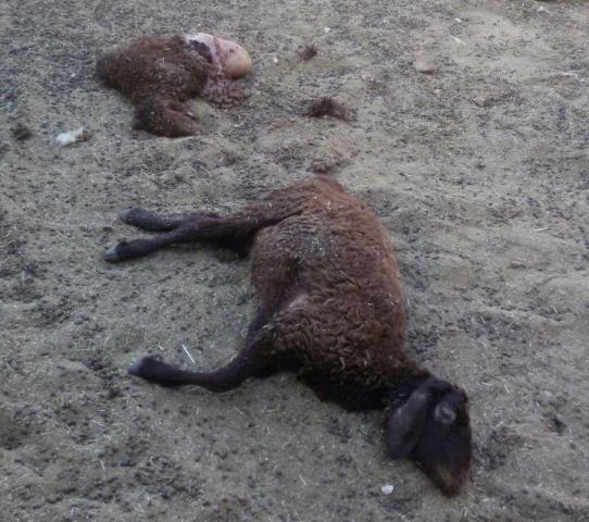 گرگها 21 راس گوسفند را در گناباد دریدند