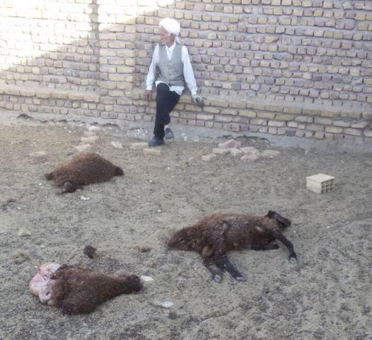 گرگها 21 راس گوسفند را در گناباد دریدند