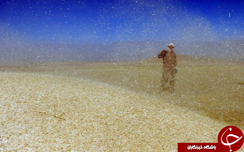 از ربات انسان&zwnj;نمای ژاپنی&zwnj;ها تا گونه کمیاب گربه سیاه&zwnj;گوش