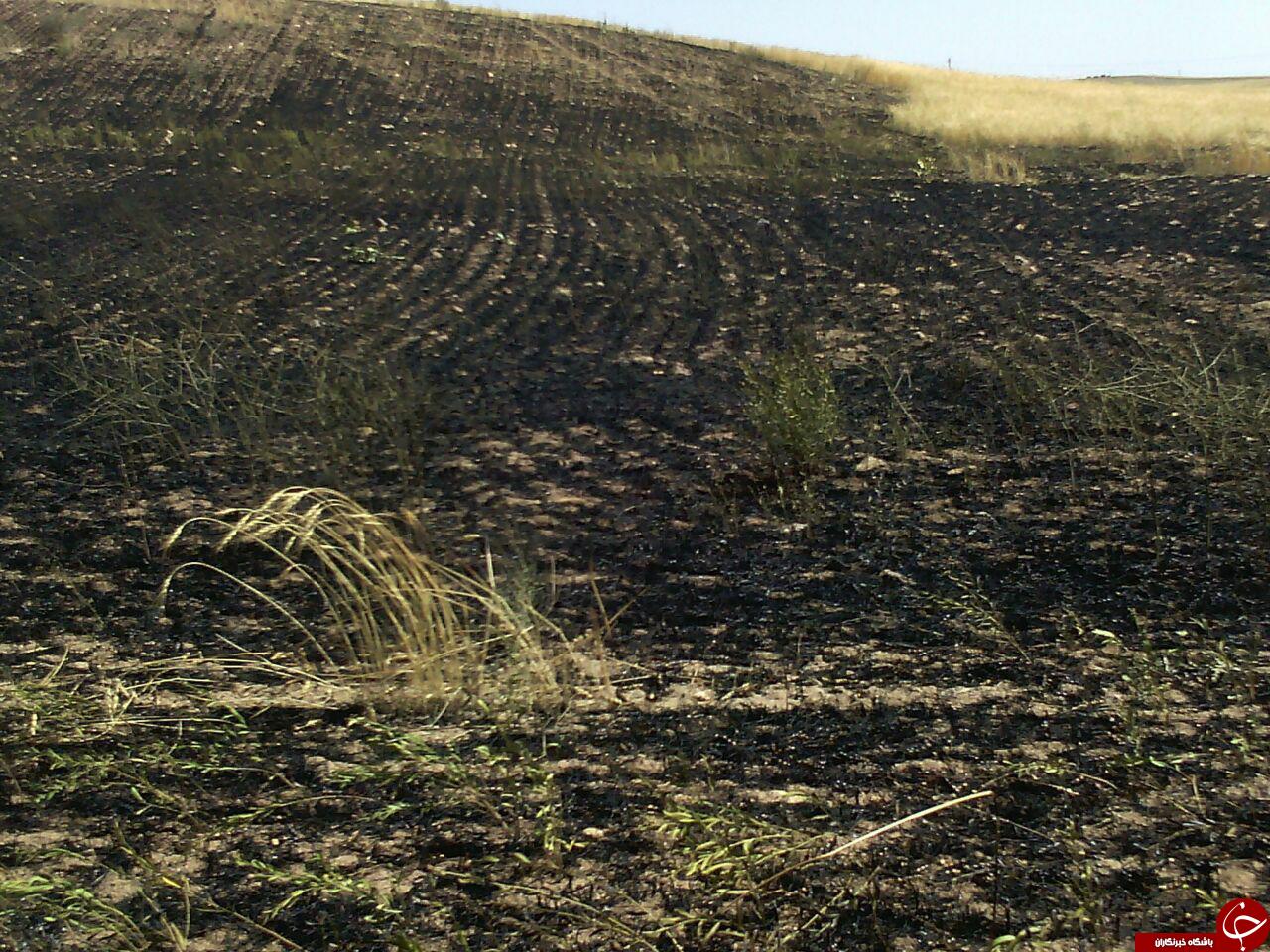 آتش سوزی مزارع گندم روستای علی آباد + تصاویر