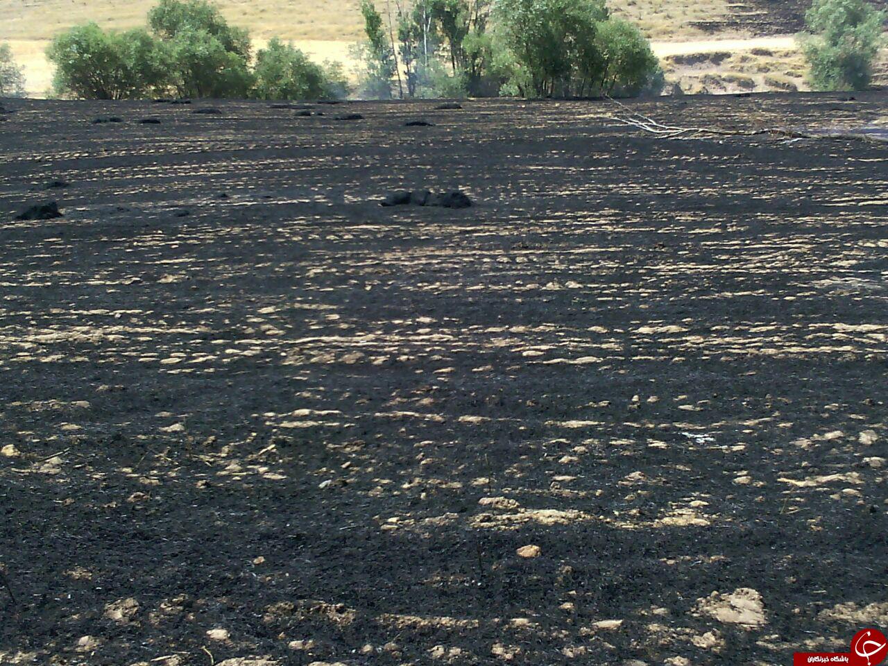 آتش سوزی مزارع گندم روستای علی آباد + تصاویر