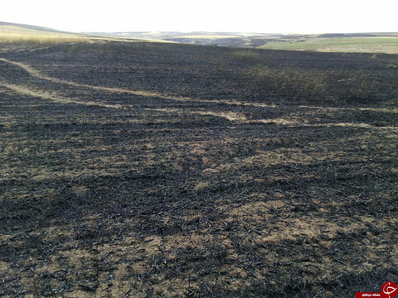 آتش سوزی مزارع گندم روستای علی آباد + تصاویر
