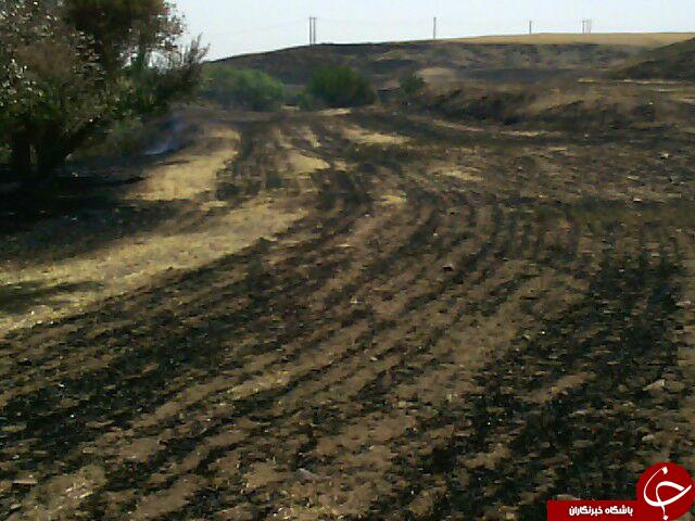 آتش سوزی مزارع گندم روستای علی آباد + تصاویر
