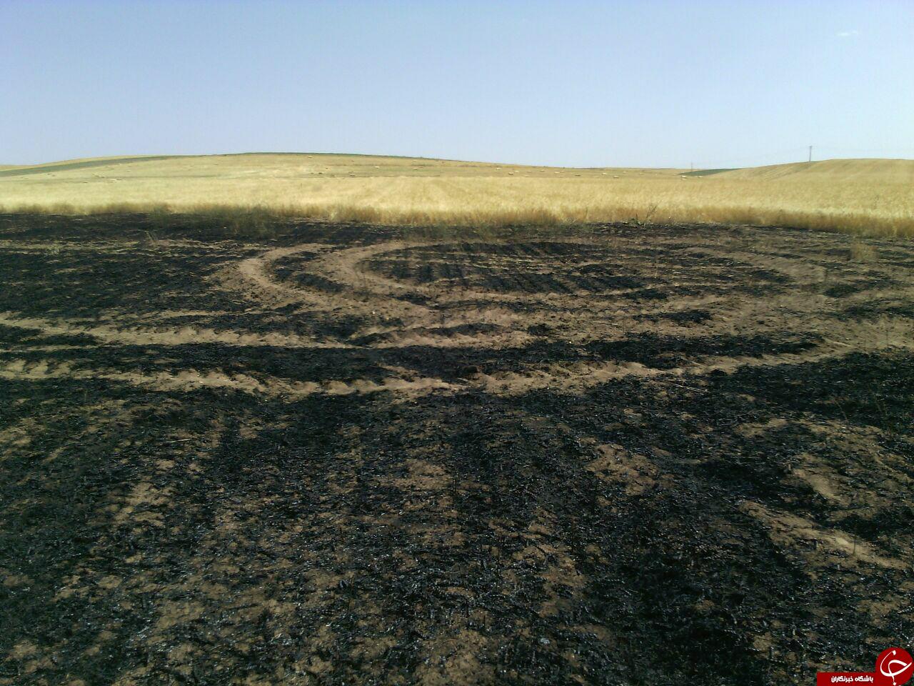 آتش سوزی مزارع گندم روستای علی آباد + تصاویر