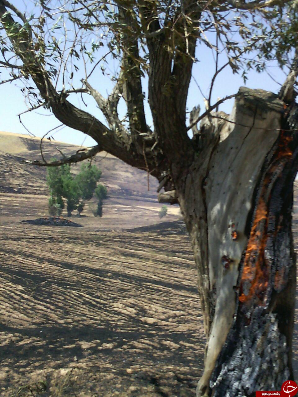 آتش سوزی مزارع گندم روستای علی آباد + تصاویر