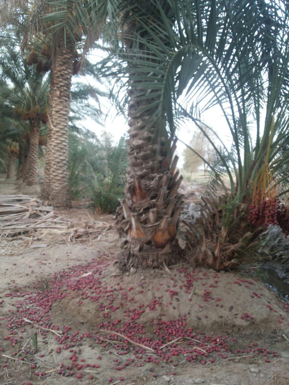 خسارت شدید گرمای هوا به نخلداران ریگانی