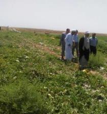 بازدید فرماندار و جمعی ازمسئولان شهرستان پلدشت از اراضی زیر کشت دشت یاراغلی