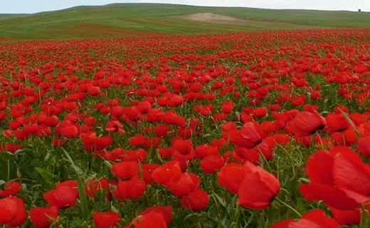 سفر به دشت آفتابگردان های کالپوش + تصاویر