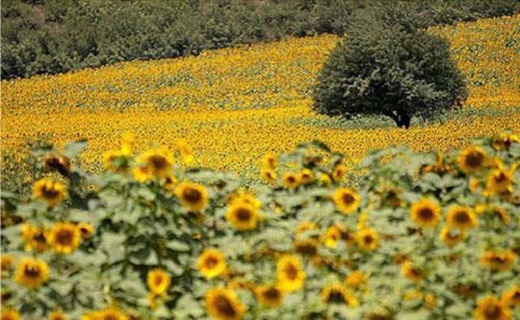 سفر به دشت آفتابگردان های کالپوش + تصاویر