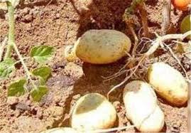 کاهش سطح زیر کشت سیب&zwnj;زمینی در شهرستان بهار