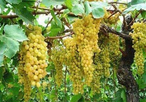 15 هزار تن انگور در استان قم