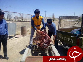 خارج کردن لاشه گاو از چرخه غذایی