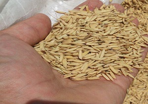 تصاویری از برداشت برنج در نور