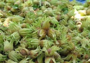 برداشت فندق از باغات شهرستان قزوین آغاز شد
