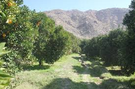 دومین باغ مادری مرکبات در جنوب کرمان