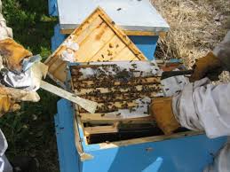 تولید ملکه های اصلاح شده نسل نهم در بندرگز