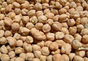 آغاز عملیات اجرایی  کشت و صنعت نخود در کرمانشاه