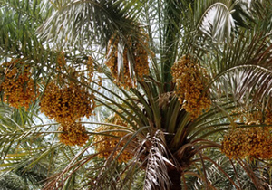 باردهی نخل دیم در کویر آران و بیدگل