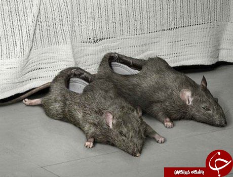 قطعا تا حالا چنین پاپوش هایی ندیده اید