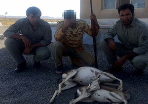 دستگیری عامل کشتار ماده آهو و بره اش