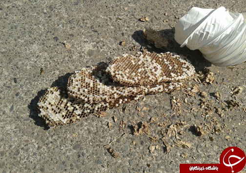 از فوت دومین مصدوم اتش سوزی گناوه تا مرگ خلبان پاراگلایدر