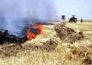 جان باختن کشاورز  82 ساله در آتش