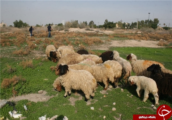 گاوها و گوسفندها در معبد عیلامی چغازنبیل چه می&zwnj;کنند؟!