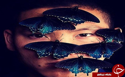 پرورش پروانه در خانه+تصاویر