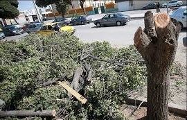 مرگ نارون ها در کرمان