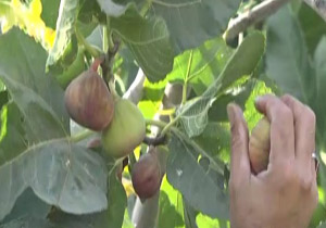 خودنمایی انجیرهای طلایی و سیاه در نیمه تابستان + فیلم