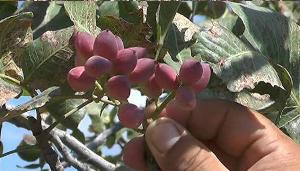 آغاز برداشت پسته طبیعی در روستای قازانقایه مراوه تپه