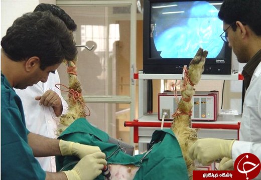 راه&zwnj;اندازی گاوداری با تکنیک نوین تولید جنین&zwnj;های پُر تولید