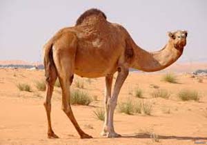 بار شتر قاچاق به مقصد نرسید