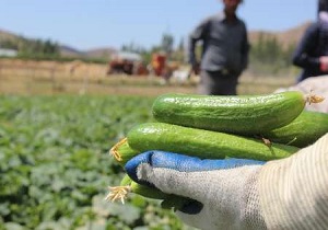 پیش بینی برداشت یک هزار تن خیار ارگانیک از مزارع خلخال
