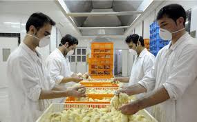 تولید بیش از 3188 تن گوشت مرغ و بوقلمون از ابتدای امسال درقوچان