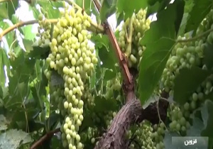 آفت زنجره  باغات انگور قزوین را تهدید می‌کند + فیلم