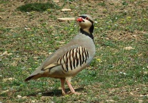 کشف 5 قطعه کبک از متخلف زنده گیر