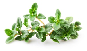 کلکسیون گیاه دارویی آویشن با جمع آوری 128گونه از این نوع گیاه