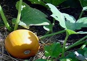تولید کدوی آجیلی در کرمانشاه